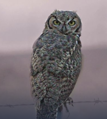 Hootsuite: limites et alternatives